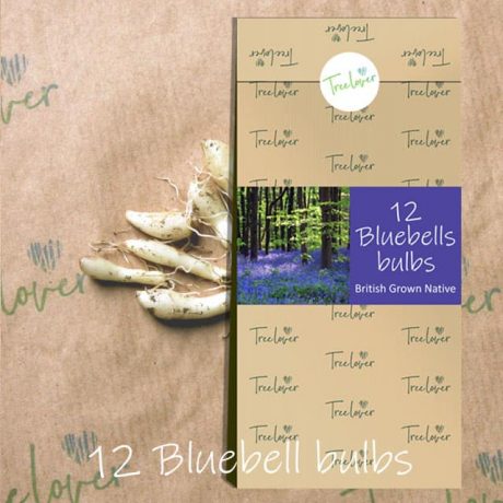 Bluebells - Sponsor a tree ~ a perfectly natural gift