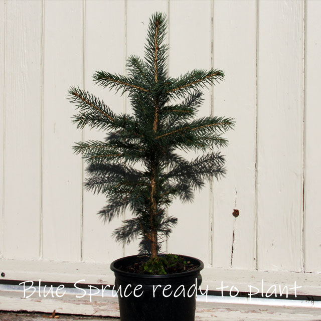Blue Spruce - Image 2