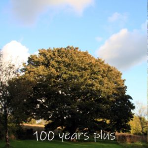 Treelover English Maple