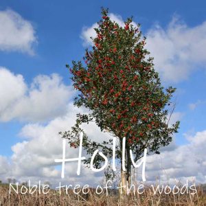 Dedicate a holly tree, the noble tree of the wood. Good for wildlife, a noble gift.