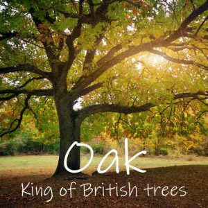 The Oak Tree - King of British Trees