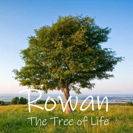 Rowan Tree, known as the tree of life