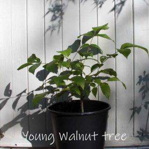 Young walnut tree in pot, a Treelover sapling