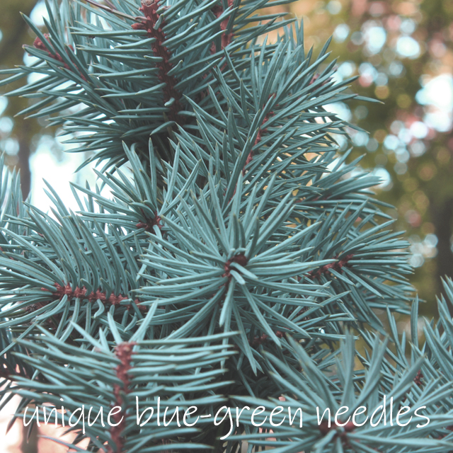 Blue Spruce - Image 4