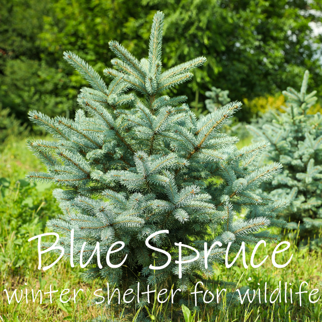 Blue Spruce