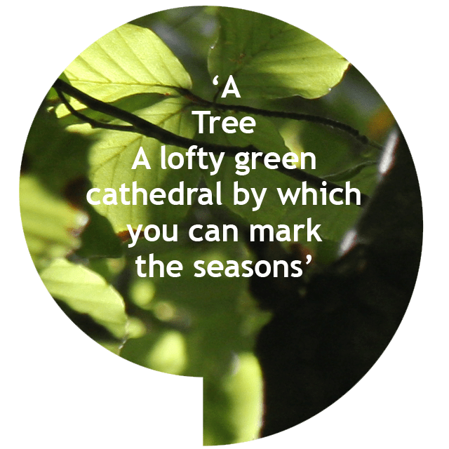 ash trees and preservation orders