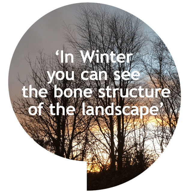 winter trees