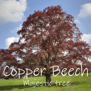 Copper Beech