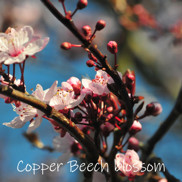 Copper Beech - Image 3