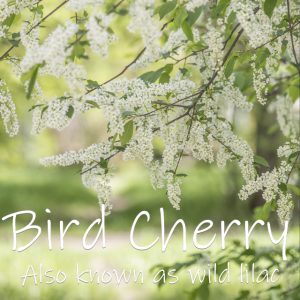Bird Cherry - Prunus Padus
