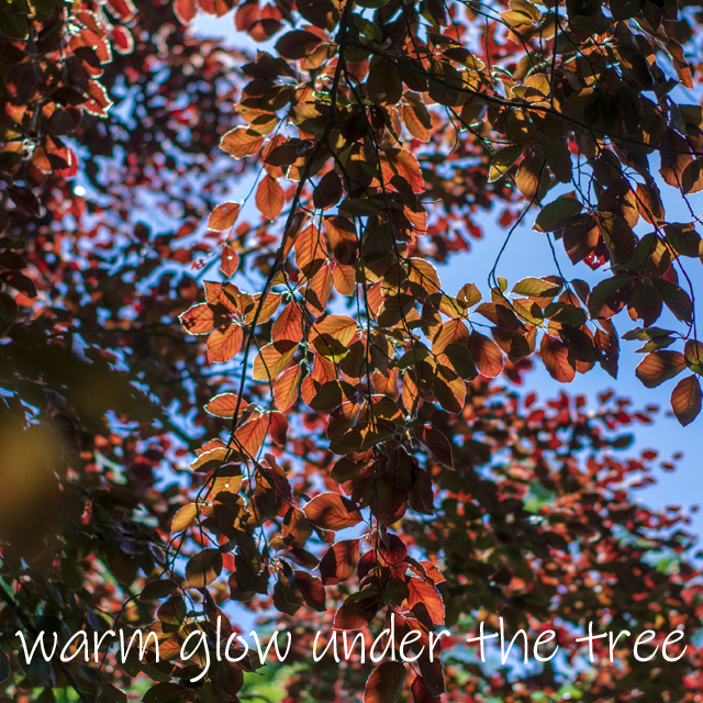 Copper Beech - Image 2