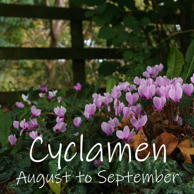 Wild Cyclamen