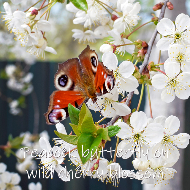 Wild Cherry - Image 3