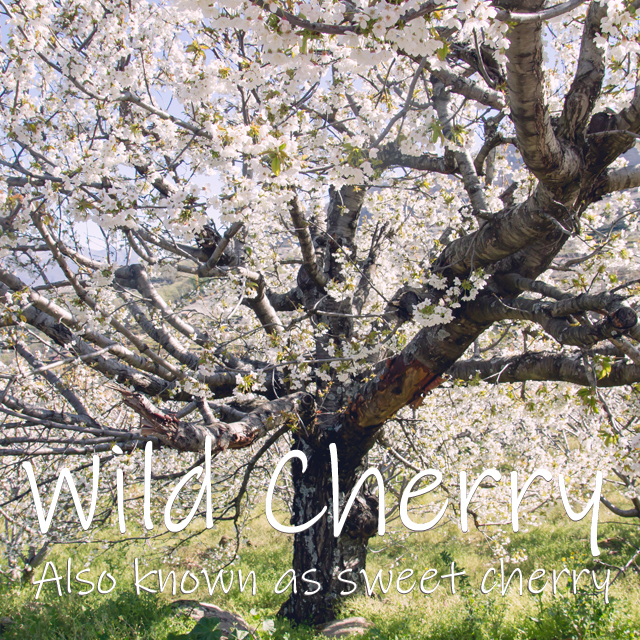 Wild Cherry