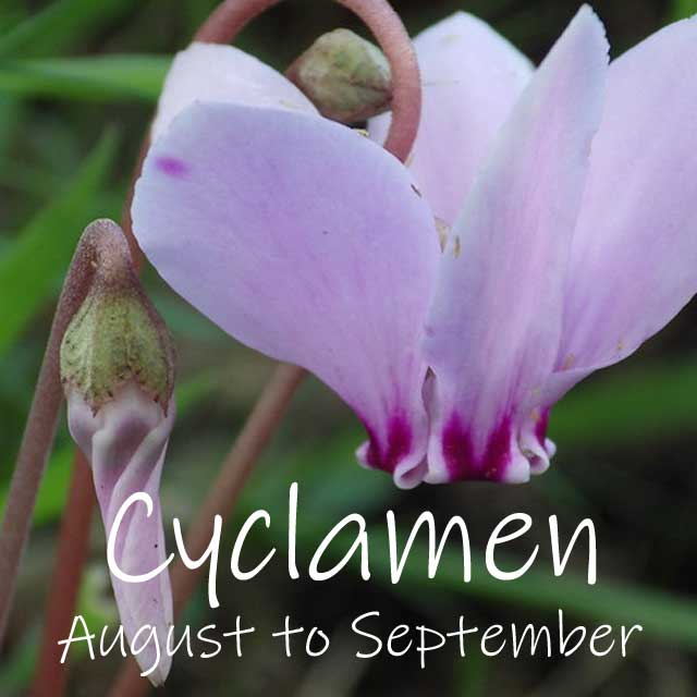 Wild Cyclamen - Image 2