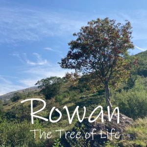 Rowan Tree also known as Mountain Ash